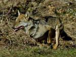 Ambiente, «Costituire rete parchi per tutela lupo»