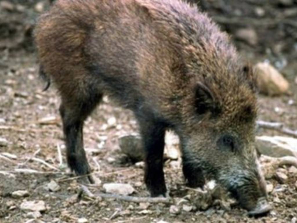 Caccia al cinghiale, verifiche in località Santa Lucia