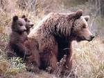 Parco, nati 11 cuccioli di orso