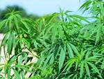 10 piante di marijuana in un bosco della Valle Roveto