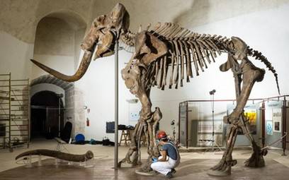 Il Mammuthus (triste) metafora dei giorni nostri