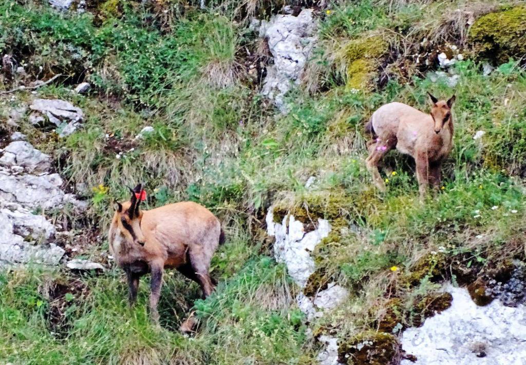 camoscio appennino