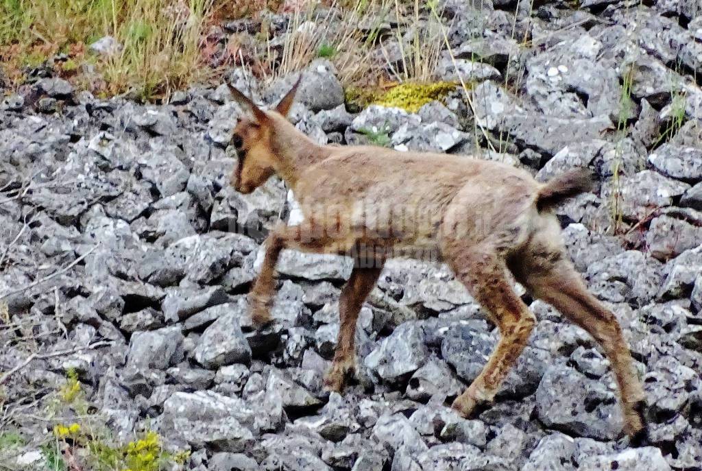 camoscio appennino