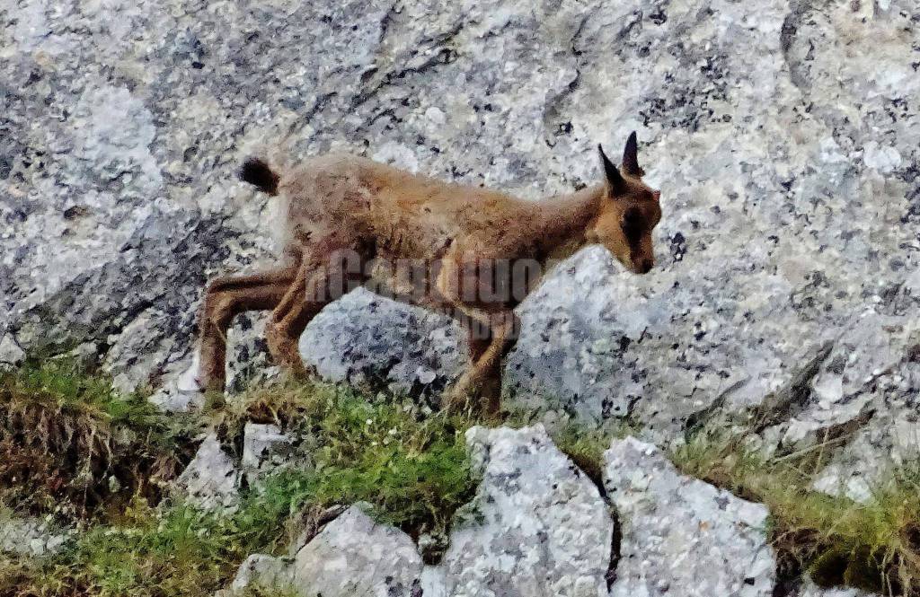 camoscio appennino