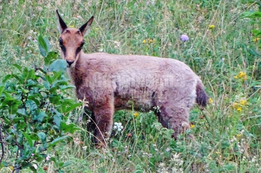 camoscio appennino