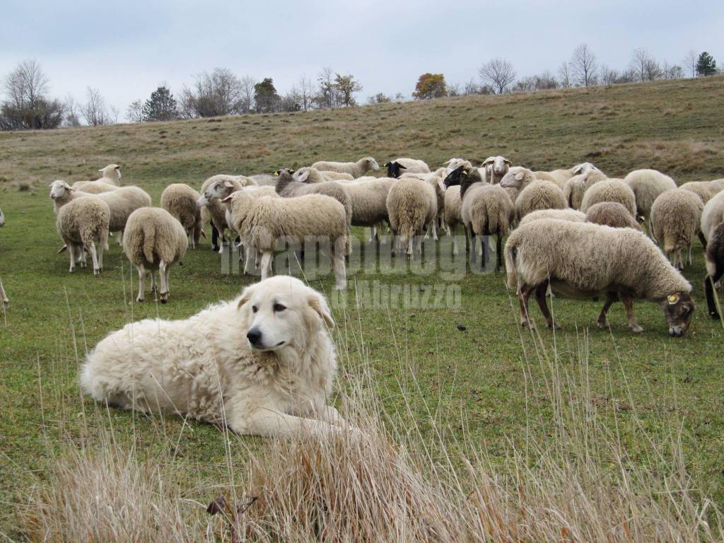 Creature son bay Da cane da pecora a pastore abruzzese, la Giunta regionale approva la  modifica - Il Capoluogo
