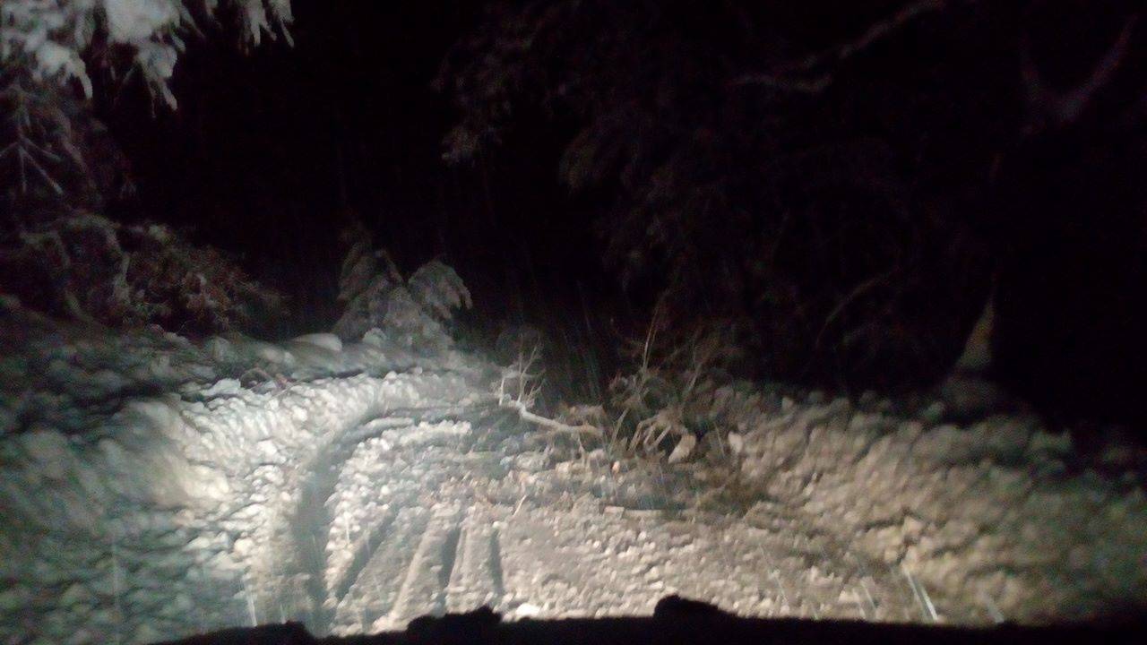 alberi sulla strada dopo nevicata