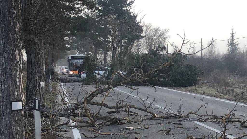 incidente auto cansatessa cadono alberi