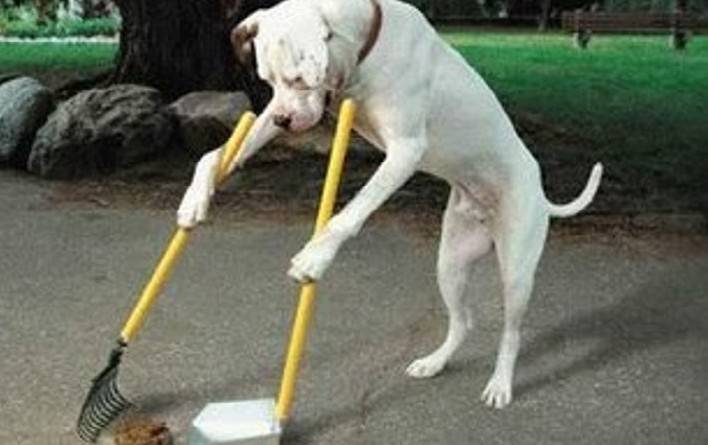 cane che pulisce