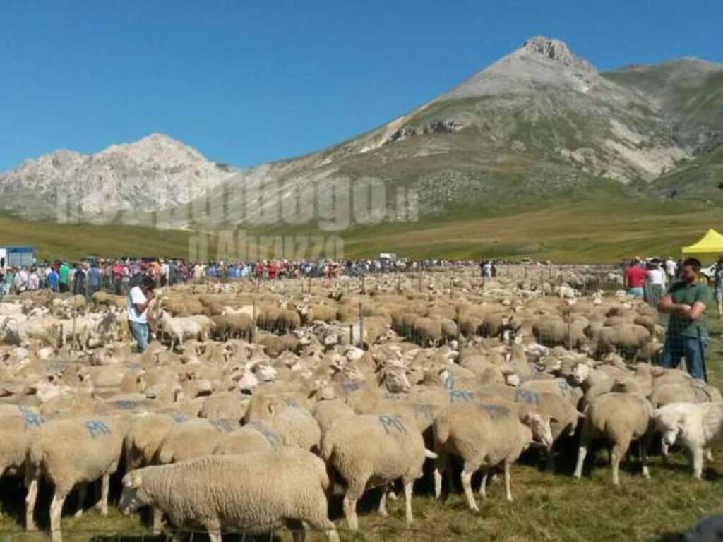 rassegna ovini campo imperatore