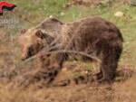 orsa amarena e cuccioli