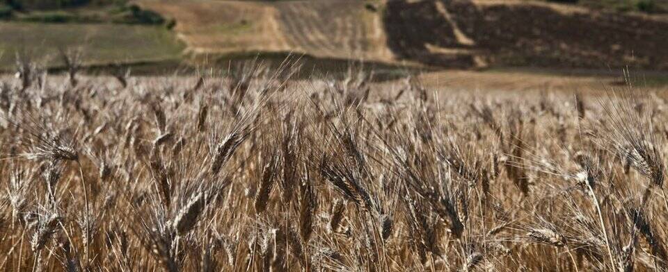 grano cappelli 