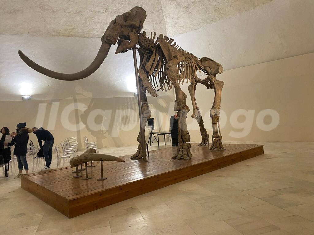 mammut