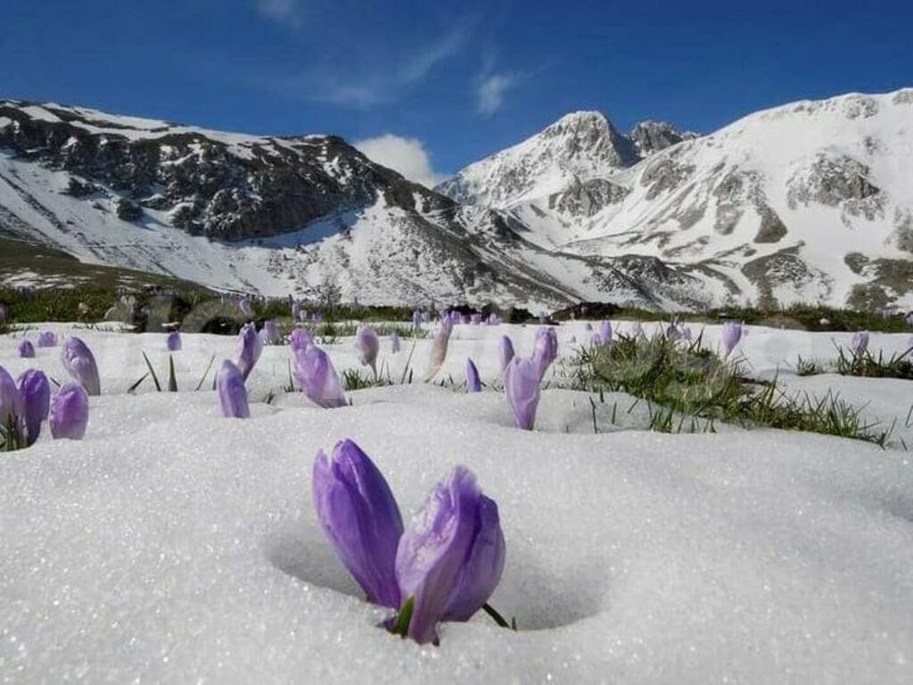 CAMPO IMPERATORE FIORITURA