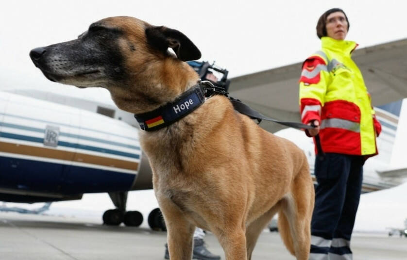 Terremoto in Turchia, più di 100 cani da ricerca da tutto il mondo per  aiutare i soccorritori - Il Capoluogo