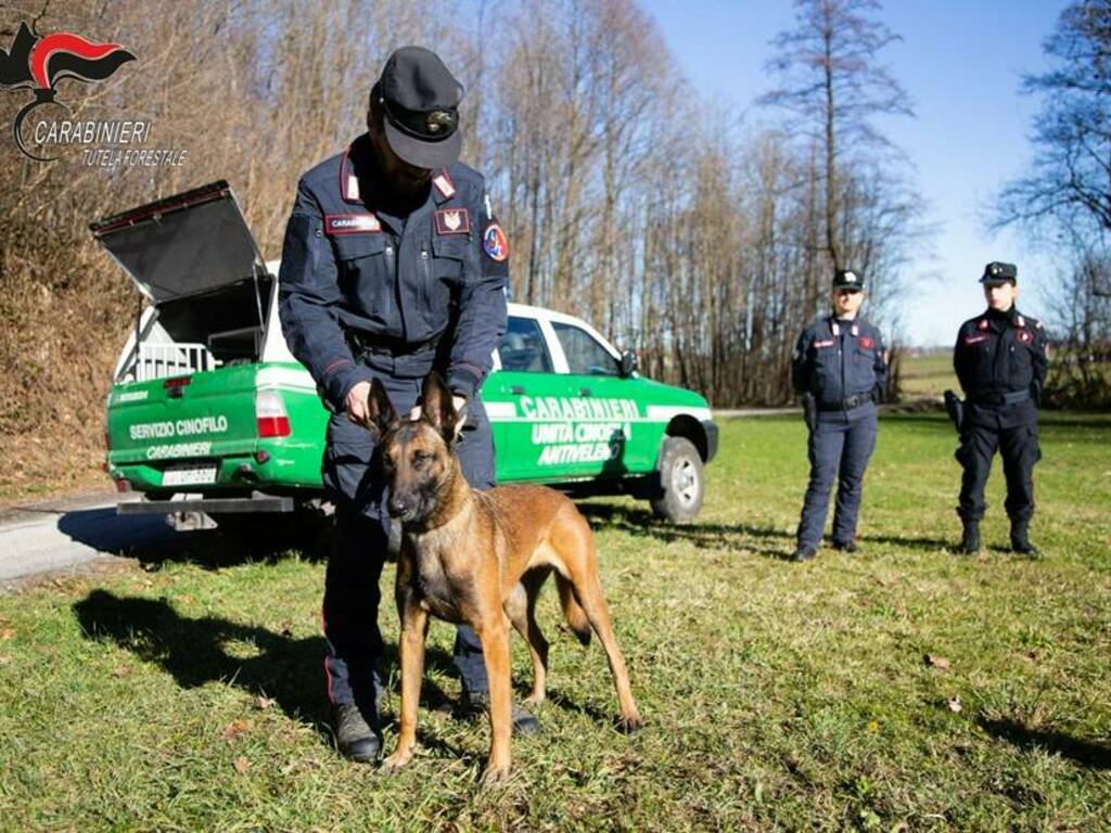 bocconi avvelenati l'aquila carabinieri forestali