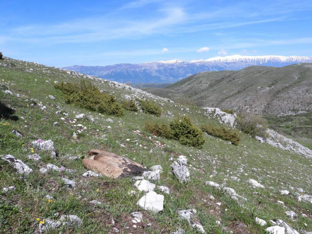 grifoni morti cocullo