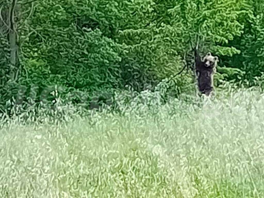 orso alle dell'aterno